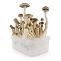 Fresh Mushrooms Grow Kit 'B+'