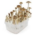 Fresh Mushrooms Grow Kit 'B+'