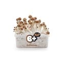 Fresh Mushrooms Grow Kit 'B+'
