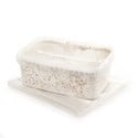 Fresh Mushrooms Grow Kit 'B+'