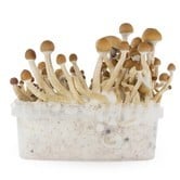 Fresh Mushrooms Grow Kit 'McKennaii'
