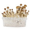 Fresh Mushrooms Grow Kit 'McKennaii'