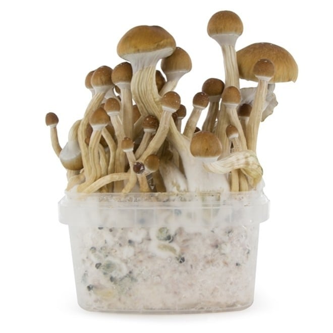 Fresh Mushrooms 'McKennaii' | ? Magic Mushrooms - Zamnesia