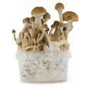 Fresh Mushrooms Grow Kit 'McKennaii'