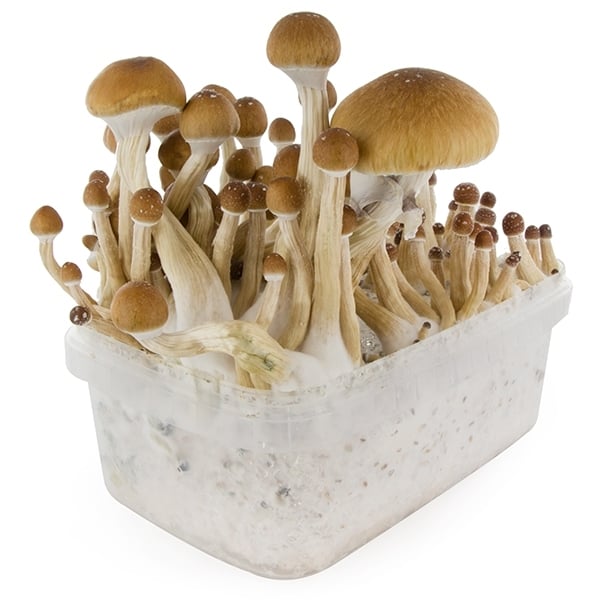 Kit de Culture de Champignons Magiques McKennaii (Ready-to-Grow