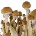 Fresh Mushrooms Grow Kit 'McKennaii'