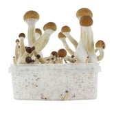 Fresh Mushrooms Zuchtset 'Golden Teacher'