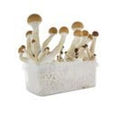 Fresh Mushrooms Zuchtset 'Golden Teacher'