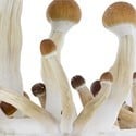 Fresh Mushrooms Grow Kit 'Golden Teacher'