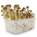 Fresh Mushrooms Grow Kit 'Ecuador'