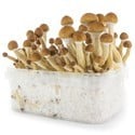 Fresh Mushrooms Grow Kit 'Ecuador'