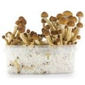 Fresh Mushrooms Grow Kit 'Ecuador'