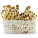 Fresh Mushrooms Grow Kit 'Ecuador'