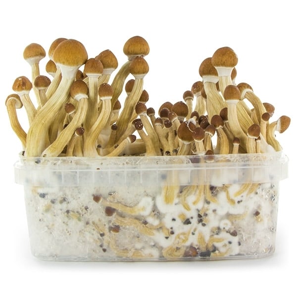 mushroom growing kit