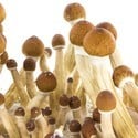 Fresh Mushrooms Grow Kit 'Ecuador'