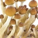 Fresh Mushrooms Zuchtset 'Ecuador'