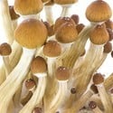 Fresh Mushrooms Grow Kit 'Ecuador'