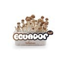 Fresh Mushrooms Grow Kit 'Ecuador'