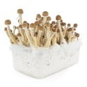 Fresh Mushrooms Grow Kit 'Mexican'