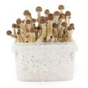 Fresh Mushrooms Grow Kit 'Mexican'