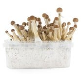 Fresh Mushrooms Grow Kit 'Mexican'