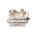 Fresh Mushrooms Zuchtset 'Mexican'