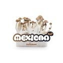 Fresh Mushrooms Grow Kit 'Mexican'