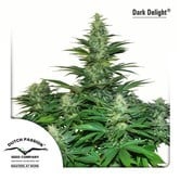 Dark Delight (Dutch Passion) feminized