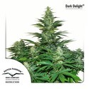 Dark Delight (Dutch Passion) feminized
