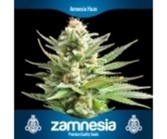 3 Kostenlose Hanfsamen (Zamnesia Seeds)