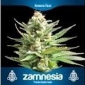 3 Kostenlose Hanfsamen (Zamnesia Seeds)