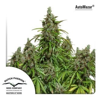 AutoMazar (Dutch Passion) feminized