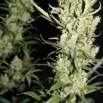 The Ultimate (Dutch Passion) feminized