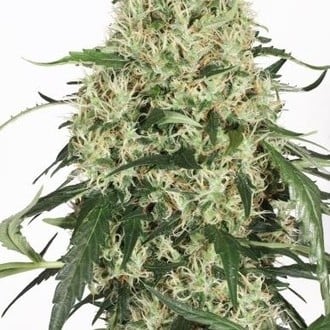 The Ultimate (Dutch Passion) feminisiert