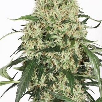 The Ultimate (Dutch Passion) feminized