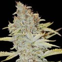 Furious Candy (Eva Seeds) feminized