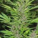 Frisian Dew (Dutch Passion) feminized