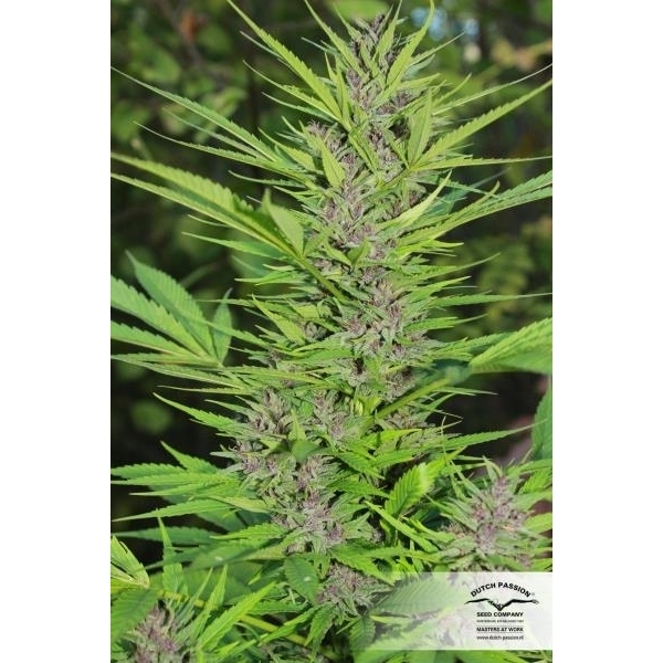 Frisian Dew (Dutch Passion) feminisiert - Zamnesia Frisian Dew (Dutch Passion) feminisiert - Zamnesia