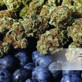 Blueberry (Dutch Passion) feminizsiert