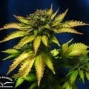 Auto Blueberry (Dutch Passion) feminisiert