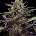 Auto Blueberry (Dutch Passion) feminized