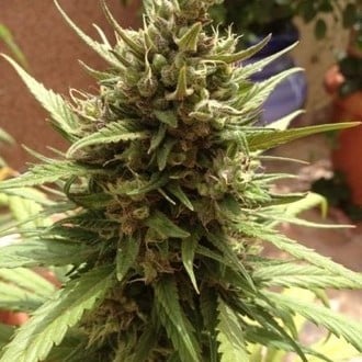 Auto Blueberry (Dutch Passion) feminisiert