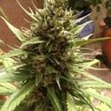 Auto Blueberry (Dutch Passion) feminisiert