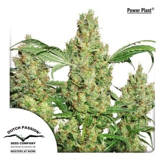 Power Plant (Dutch Passion) feminized