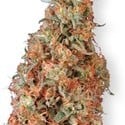 Power Plant (Dutch Passion) feminized