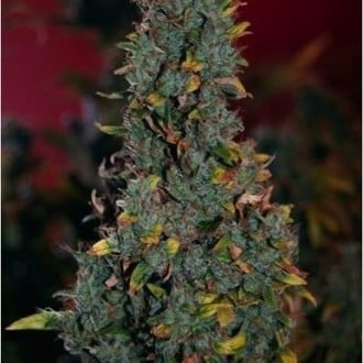 Power Plant (Dutch Passion) feminized