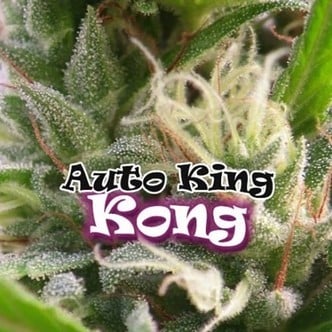 Auto King Kong (Dr. Underground) feminisiert