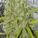 Orange Bud (Dutch Passion) feminized