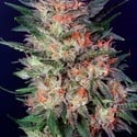 White Widow (Dutch Passion) feminisiert