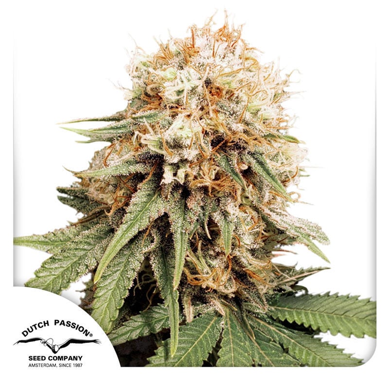 White Widow Ultimate Feminisiert (Dutch Passion)
